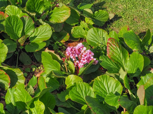 Fil kulağı ya da Bergenia schmidtii büyük, oval, parlak yeşil yapraklar ve pembe çiçekler. Bergenia crassifolia veya kordifolia çiçekli yeşil yapraklı bitki Saxifragaceae familyasından..