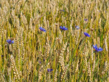 Olgun buğday tarlasında mavi Cornflowers. Centaurea cyanus, Asteraceae familyasından Avrupa 'ya özgü bir bitki türü. Litvanya manzarası.