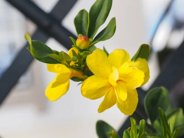 Primrose Jasmine Vagy Jasminum Mesnyi Világos Sárga Virágok Rügyek Közelről — Stock Fotó