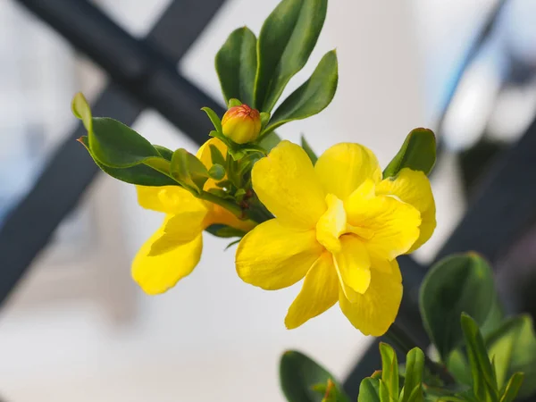 Primrose Jasmine veya Jasminum Mesnyi, parlak sarı çiçekler ve tomurcuklar, yaklaşın. Japon ya da Çin yaseminleri odun asması, yaprak döken çalılar, yemyeşil, zeytin familyası Oleaceae, Jasmineae 'de çiçek açan bitkilerdir..