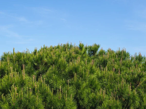 Çam ağacının dalları mavi gökyüzü arka planında. İğne yaprakları bir araya toplanmış. Pinus, Pinoideae familyasının tek alt familyasıdır, kozalaklı, kozalaklı, reçinli Pinaceae familyasından..