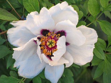 Büyük Beyaz Kaya Şakayığı ya da Paeony Çiçeği Kafa, yaklaşın. Paeoniaceae ailesinde güzel, çiçek açan bir bitki. Bahar mevsiminde peeonia rockii ağacı.