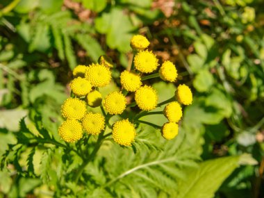 Tanasetum vulgare ya da Common Tansy, yapraksız sarı çiçekler, yaklaşın. Çiçekler altın düğmeler gibidir. Işın olmaz, sadece küçük bir merkez disk. Asteraceae familyasının bitkisel, çiçekli bitkisi..