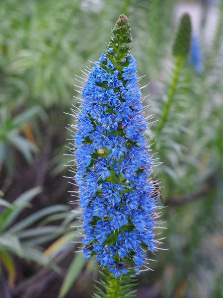 Echium Kanadalıları uzun mavi çiçekli çalılar, yaklaşın. Borage ailesi Boraginaceae 'de, Madeira' nın kuraklığa karşı dayanıklı, otçul, uzun ömürlü, süslemeli ve çiçek açan bir bitkisidir..