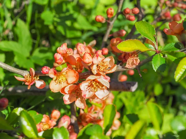 Chaenomeles süperbası ya da Orange Trail çiçekleri. Chaenomeles Specosa şubesi, gösterişli turuncu-sarı çiçekli, yakın çekim. Renkli, Japon ayva, güçlü, dikenli bitki, yaprak döken, dikenli çalı.