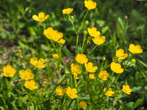 Bir demet küçük ya da çayır çiçeği, sarı çiçekler, yakın çekim. Wild Ranunculus acris, Ranunculaceae familyasından bir bitki türü. Taze uzun düğün çiçeğinin üst üste beş yaprağı vardır..