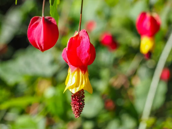 Abutilon megapotamya ya da çiçek açan akçaağaç çalısı, kırmızı sarı taze çiçeklerle. Callianthe megapotamica veya Trailing Abutilon Malvaceae, Malvaceae familyasından popüler bir bitki türü..