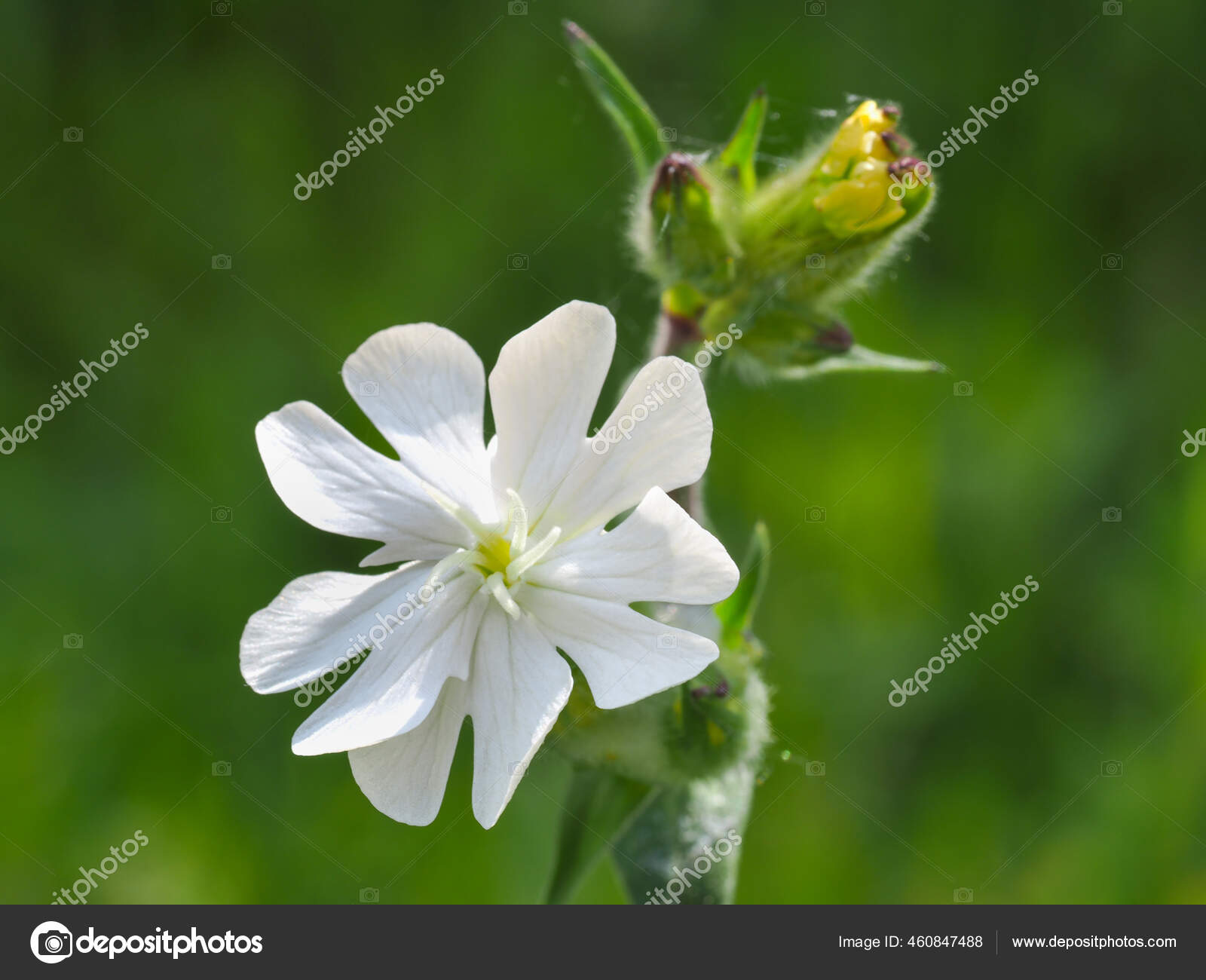 蓝绿色的花冠有非常白的花和芽闭合在一起五株花瓣野花白色的蜜桃多年生多年生花冠植物花冠科植物 图库照片 C Lifecollectionphotography