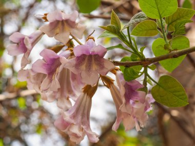 Paulownia elongata hafif mor çiçekleri. Royal Paulownia 'nın bir dalı, pembe, beyaz pastel renkli, mor lekeli çiçekler, yakın plan. İmparatoriçe ya da Ejderha Ağacı, Paulowniaceae ailesinin yaprak döken bitkisi.
