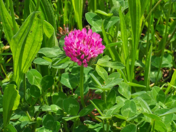 Koyu pembe çiçek. Kırmızı yonca ya da trifolium pratense, yakın çekim. Alternatif yapraklı mor çayır folyo çiçeği, üç broşür. Yabani yonca, fasulye familyasından çiçek açan fabaceae