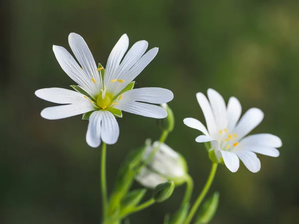 Stellaria Greater Stitchwort White Flower Close Rabelera Holostea Perennial Herbaceous — Stock Photo, Image