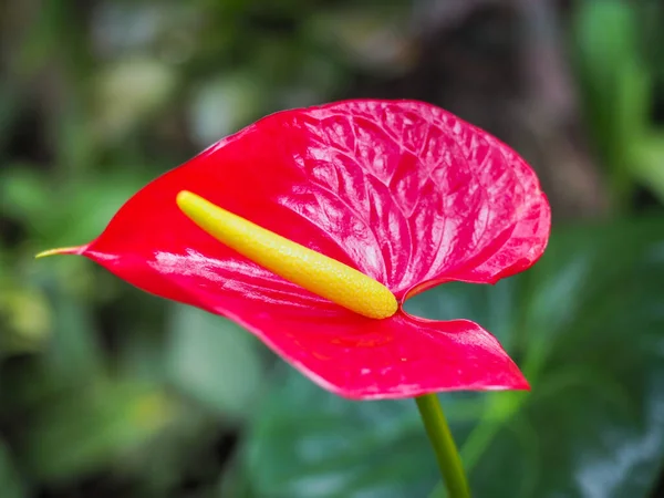 Cartilagem Ceroso Espátula Colorida Vermelho Brilhante Com Espádice Amarelo Perto — Fotografia de Stock