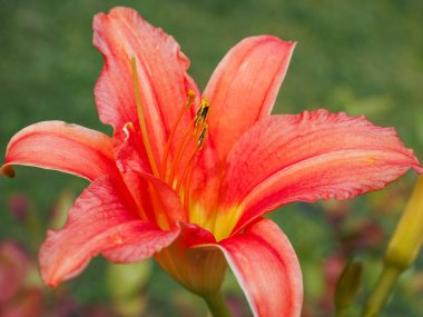 Rengarenk çiçekler, yaklaşın. Spor salonu ya da stil olarak damgalı, altın erkek anterler ve kırmızı taç yapraklarıyla çevrili. Zambak, Asphodelaceae familyasının Hemerocallis cinsinde çiçek açan bitkidir.