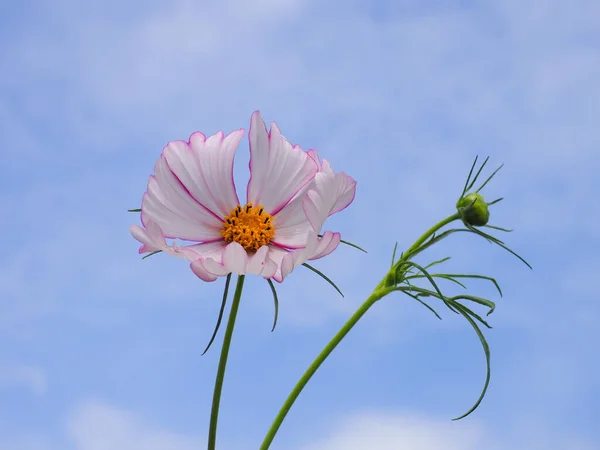 White Pink Edges Cosmea Blossom Mexican Aster Flower Blue Sky — Stock Photo, Image