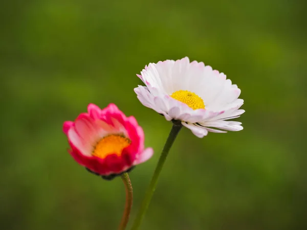 Beyaz ve pembe Bellis Perennis çiçekleri, yaklaşın. Yabani İngiliz papatyası ya da yeşil çimen arka planında çayırda açan sıradan bir papatya. Asteraceae familyasının uzun ömürlü bitkisidir..