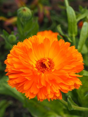 Turuncu çiçek, yaklaş. Güzel Marigold Portakal Portakalı Kirpisi çiçeği. Calendula officinalis, Asteraceae, Calenduleae familyasının süslü, çiçekli ve popüler bir bahçesidir..