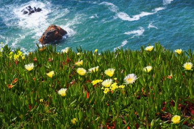 Portekiz 'in vahşi kıyı manzarası. Mavi Atlantik Okyanusu 'nun arka planında yeşil sulu yaprakları olan sarı Carpobrotus edulis yabani çiçekleri. Aizoaceae ailesinin toprak sürünen bitkisi..