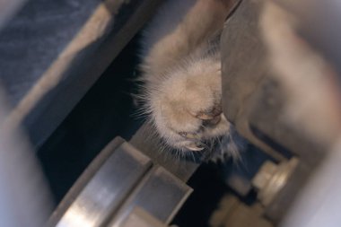 Bir arabanın kaputunun altına sıkışmış bir kedinin pençesi.