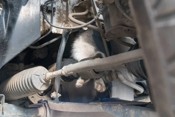 Kedi arabanın motorunun altına tırmandı ve sürüş kemerine takıldı.