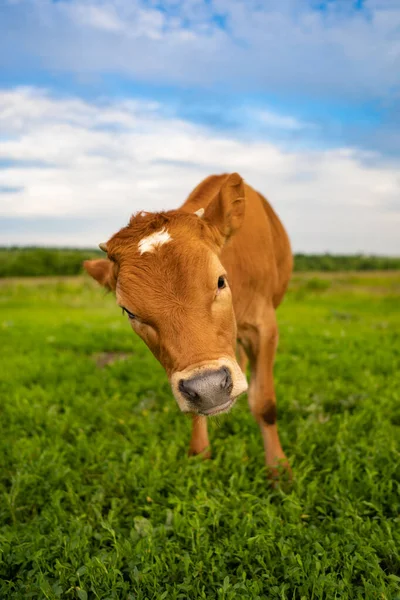 Portrait Funny Calf Close Selective Focus — Stock Fotó