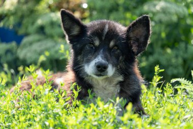 Kulağında tümör olan hasta bir köpek, çimenlerde yatıyor, yakın plan, seçici odaklanma.