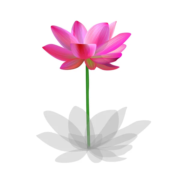 Pink Lotus flower — Stock Vector