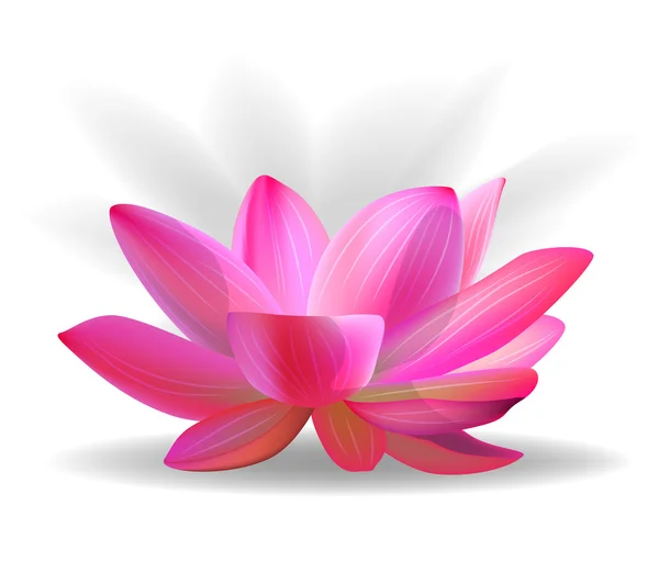 Pink Lotus flower — Stock Vector