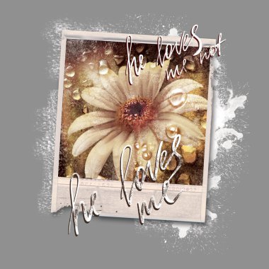 Papatyalar eski fotoğraf