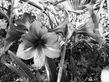Lily flowerbed veya Bahçe.
