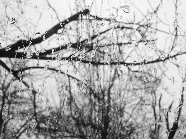 Rami d'albero dalla finestra — Foto Stock
