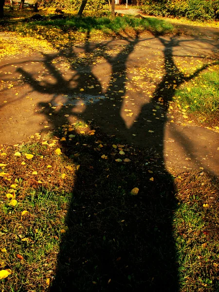 Schatten und Blätter — Stockfoto