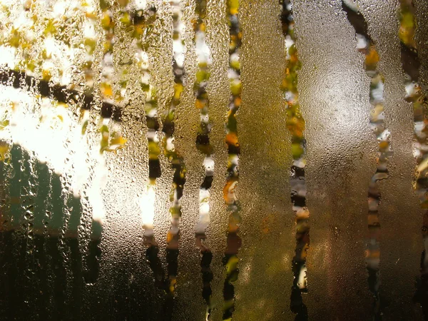 Trädgrenar från fönster — Stockfoto