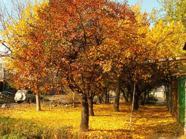 Färgglada höstträd — Stockfoto