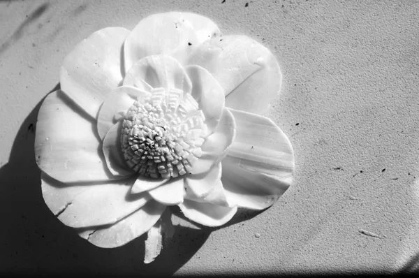 Fleur de champ blanche — Photo