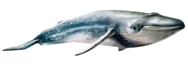 クジラ写真素材 ロイヤリティフリークジラ画像 Depositphotos