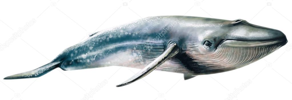 Watercolor drawn Whale