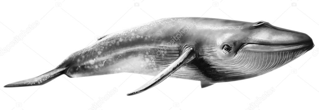 Watercolor drawn Whale