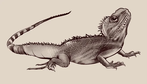 Handdrawn  grey lizard — Stock Photo, Image