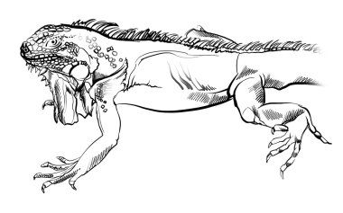 Boyalı kertenkele, sürüngen