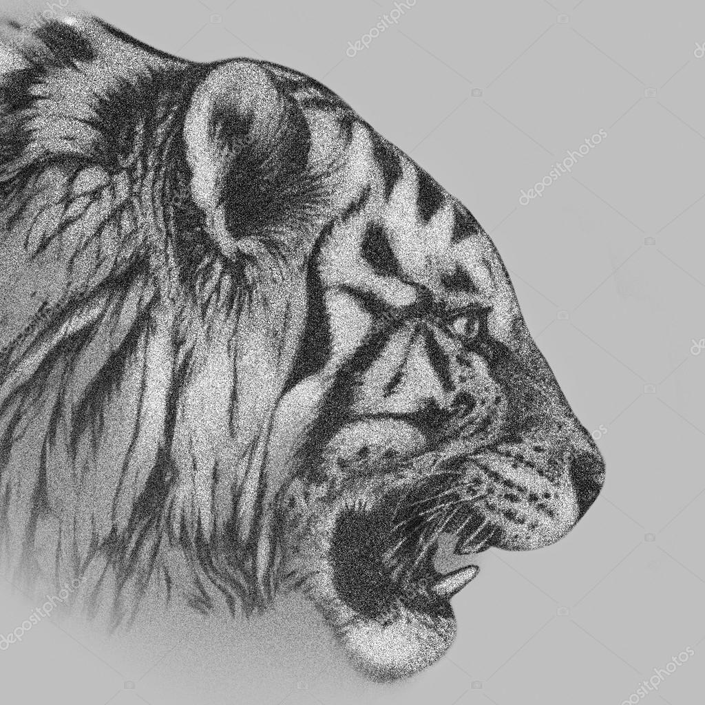 Tiger face drawing hires stock photography and images  Alamy