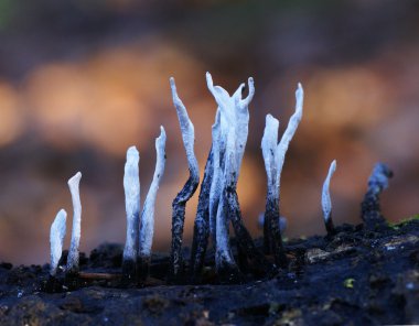 Geyik boynuzu mantar, Xylaria hypoxylon