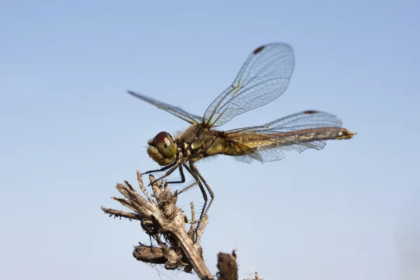 Grasshopper Dragonfly I do not sing — Stock Photo, Image