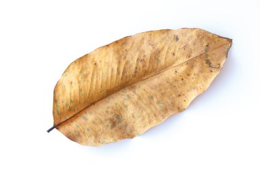 Kurutulmuş yaprak arka plan.