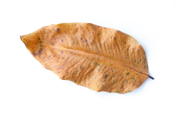 Dried leaf background. — Stock Photo, Image