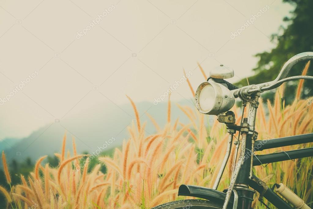 野生の花のヴィンテージ自転車 ストック写真 C Thawornnulove