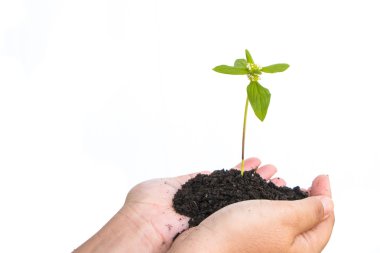 Tarım. bir elinde bitki 