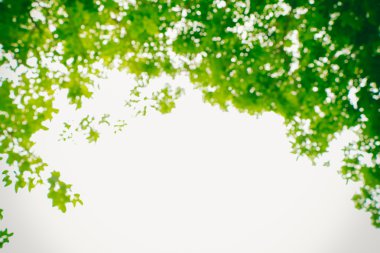 Bulanık soyut yeşil doğa