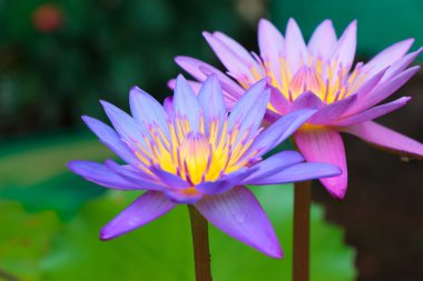 Nilüfer çiçeğini kapat.