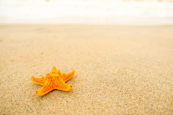 Αστερίας στην παραλία της άμμου — Φωτογραφία Αρχείου