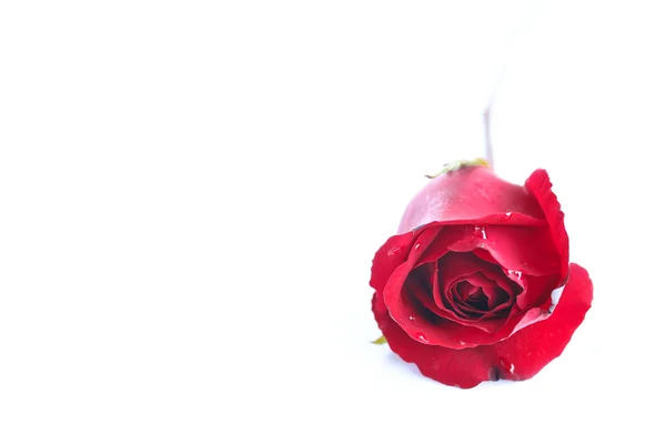 빨간 장미 흰색 배경 — 스톡 사진